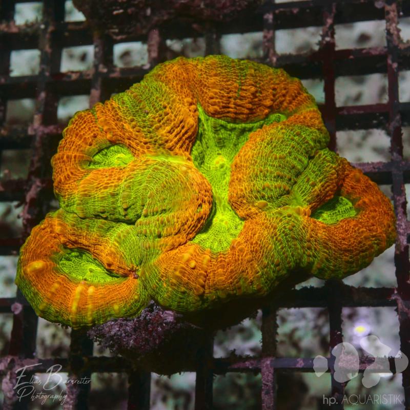 Lobophyllia Ultra